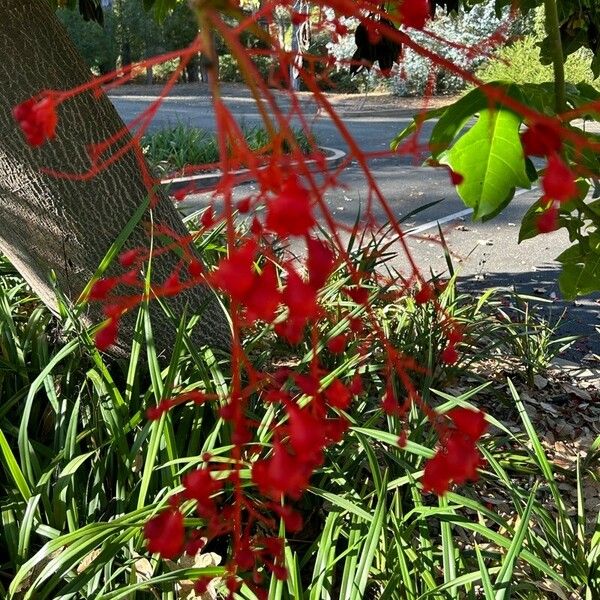 Brachychiton acerifolius Цвят