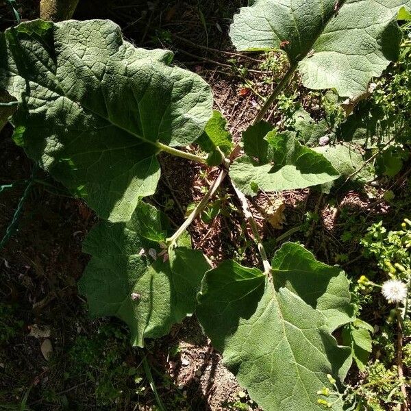 Arctium lappa Folha