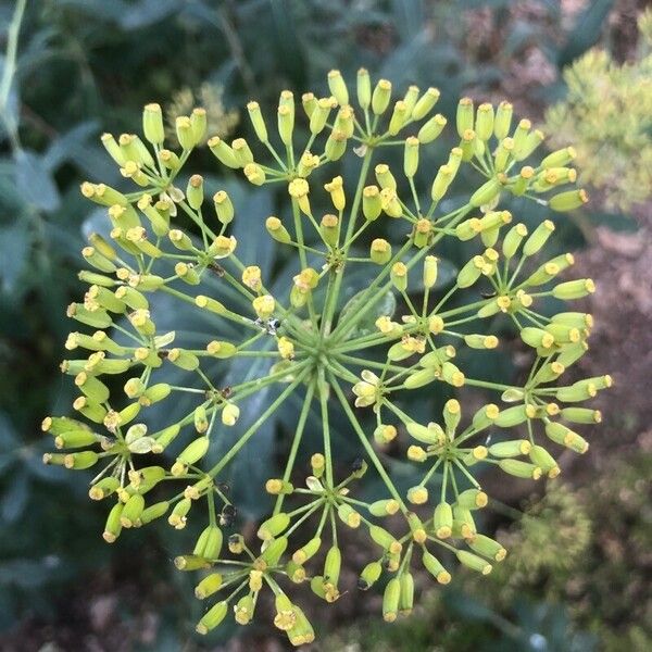 Bupleurum fruticosum Кветка