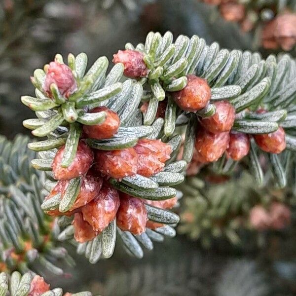 Abies pinsapo Floare