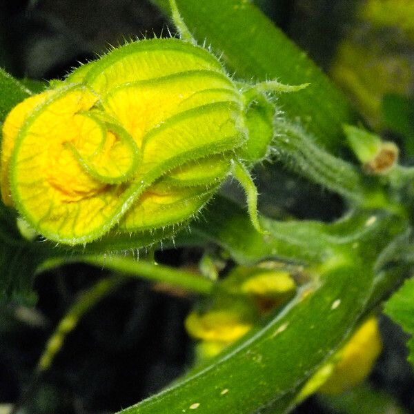 Cucurbita pepo Flor