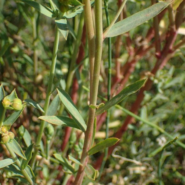 Euphorbia terracina Casca