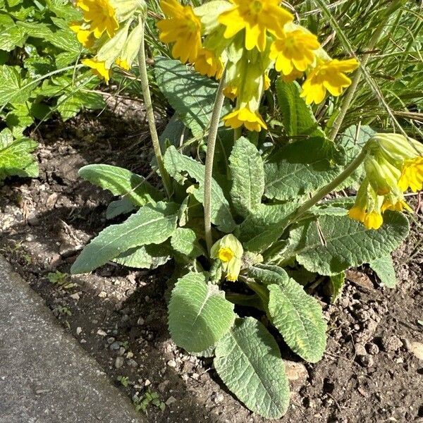 Primula veris Blomma