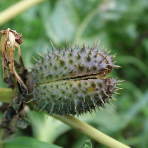 Datura stramonium Fruchs