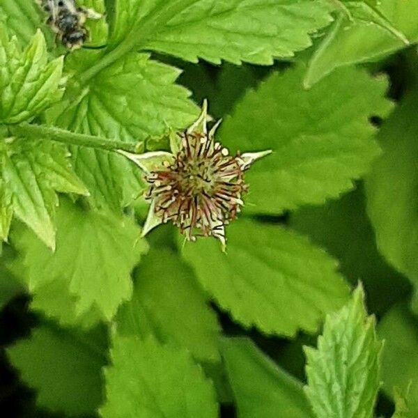 Geum macrophyllum Кветка