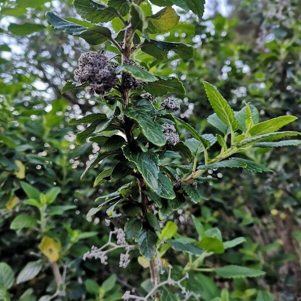 Bystropogon canariensis Leaf