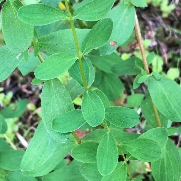 Hypericum maculatum Листок