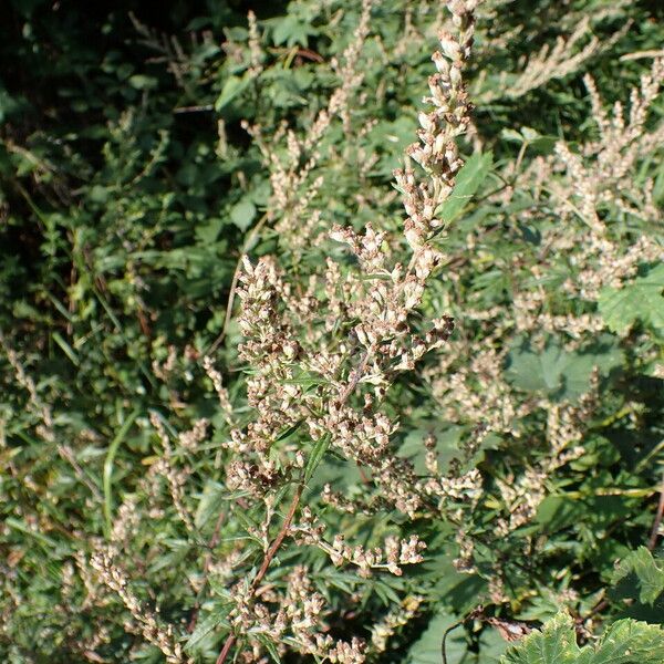 Artemisia vulgaris Plod