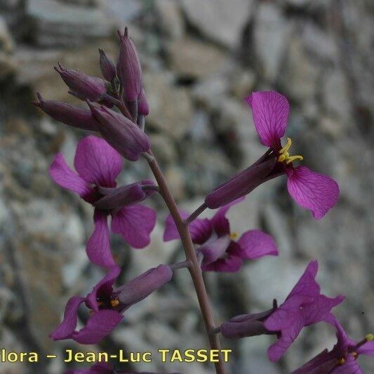 Moricandia moricandioides Flower