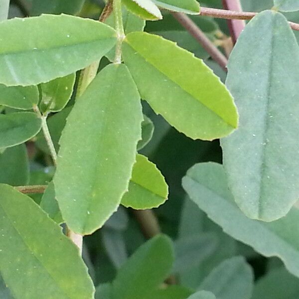 Trigonella altissima Φύλλο