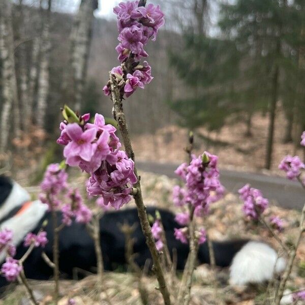 Daphne mezereum Çiçek