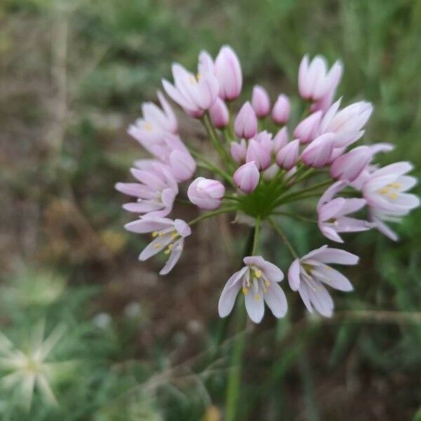 Allium roseum 花