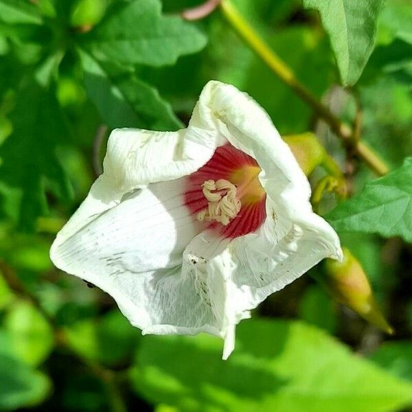 Distimake dissectus Flower