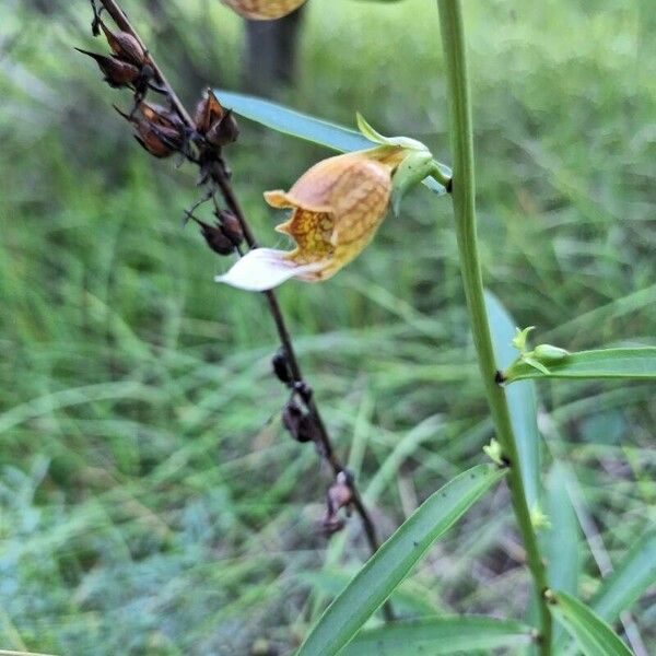 Digitalis laevigata Blomst