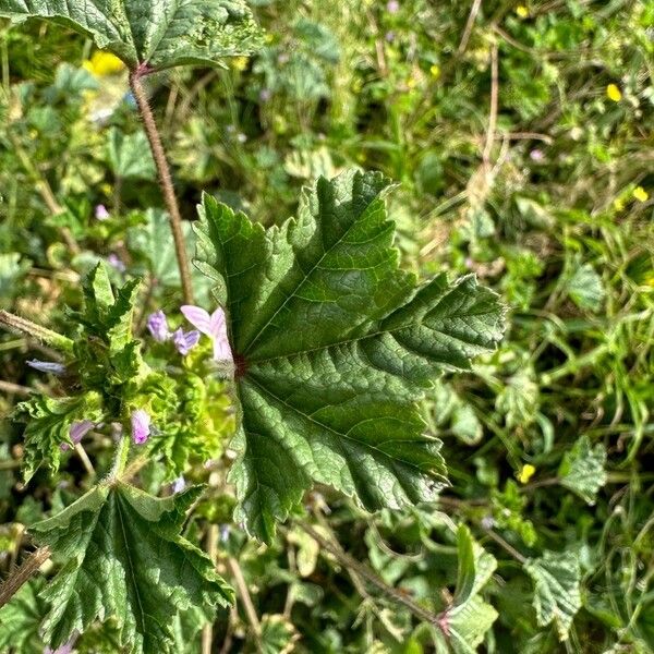 Malva multiflora Folha