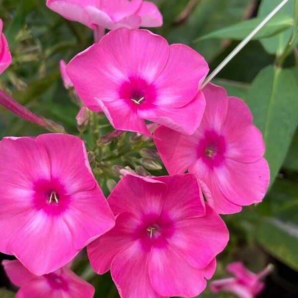 Phlox drummondii പുഷ്പം