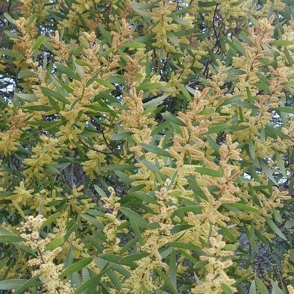 Acacia longifolia Blüte