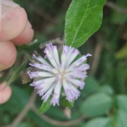 Cyanthillium cinereum Lorea