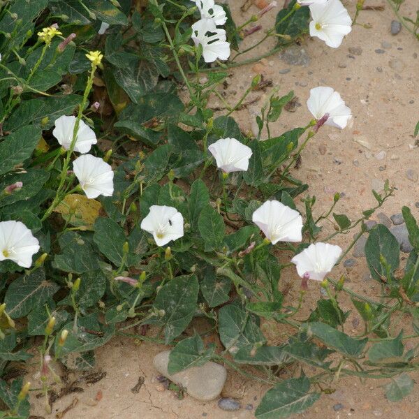 Convolvulus arvensis Habitat