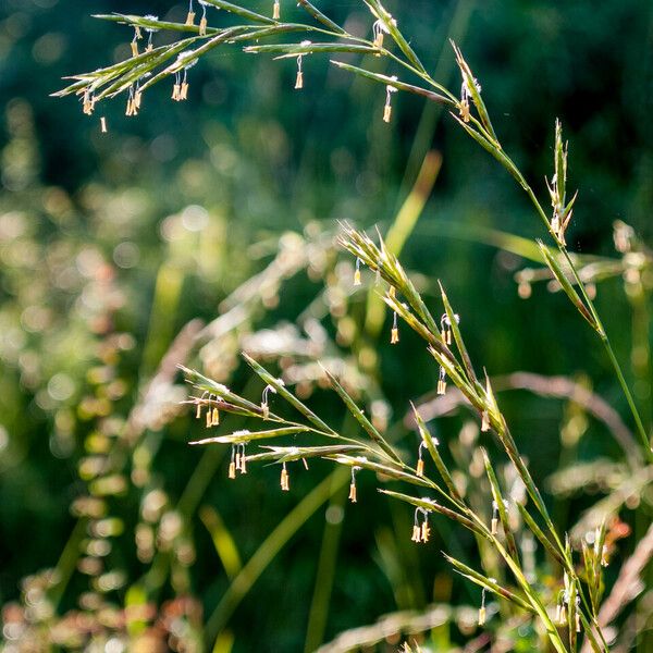 Brachypodium pinnatum Blüte