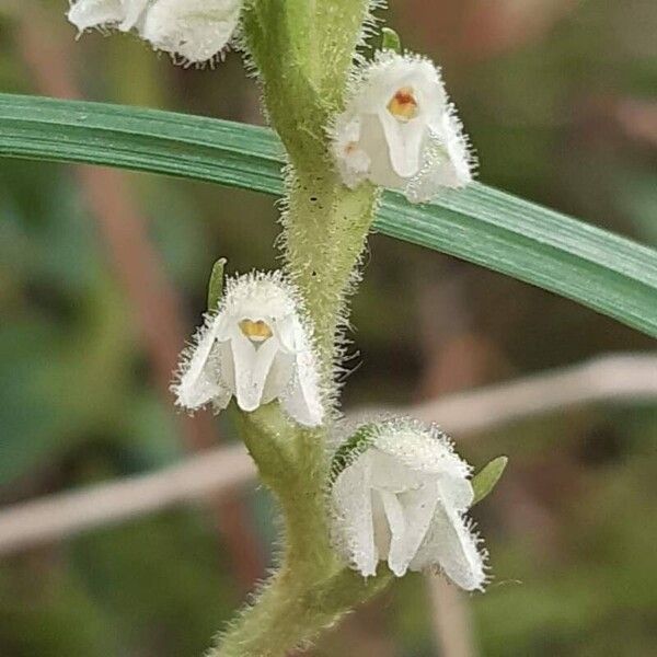 Goodyera repens ᱵᱟᱦᱟ