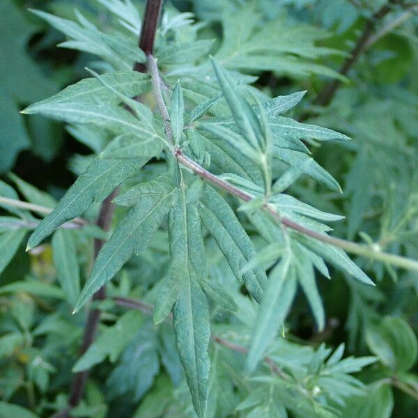 Artemisia vulgaris Folha