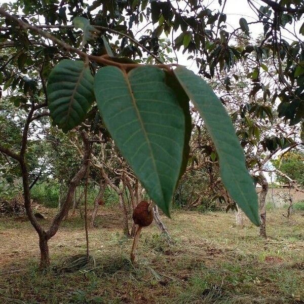 Virola sebifera Folha