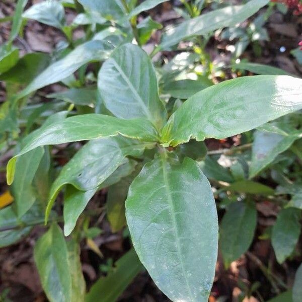 Odontonema tubaeforme Leaf