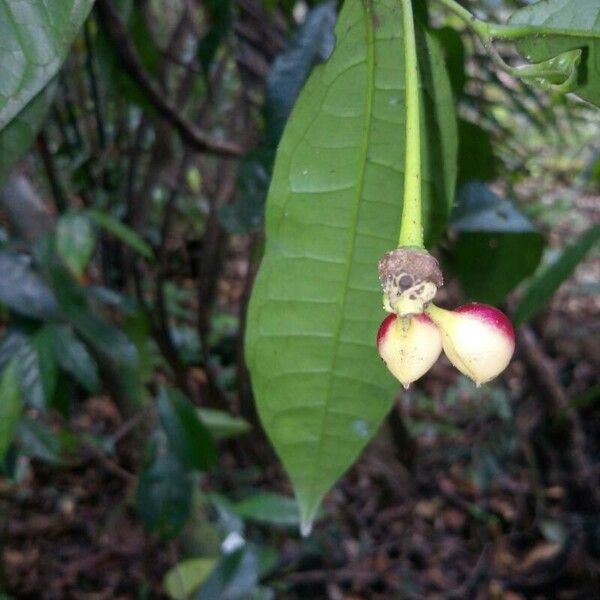 Cymbopetalum brasiliense ഫലം