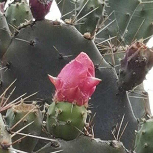 Opuntia elatior Flor