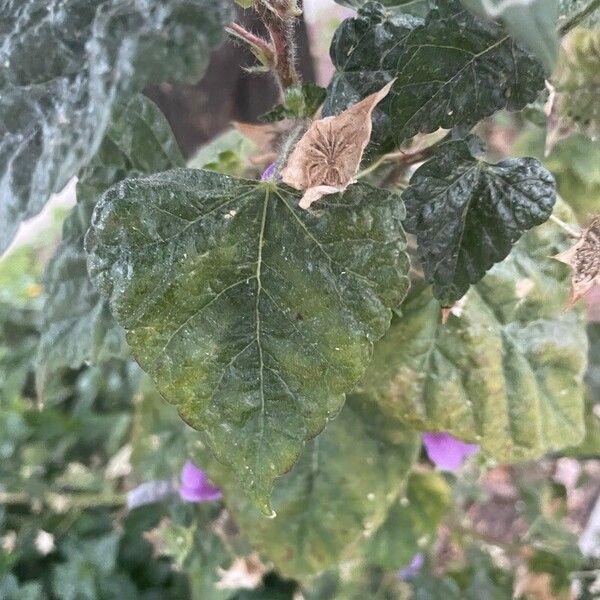 Anoda cristata Leaf