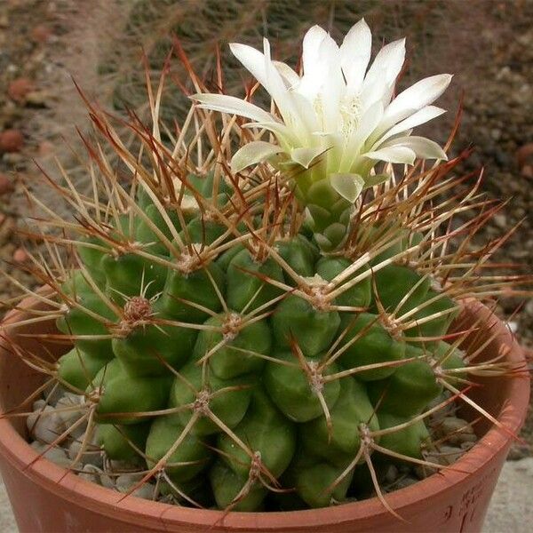 Gymnocalycium schickendantzii Blomst