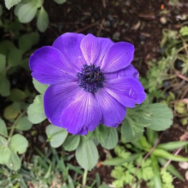 Anemone coronaria Blüte