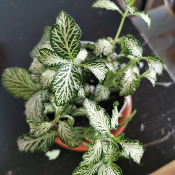 Fittonia albivenis Leaf