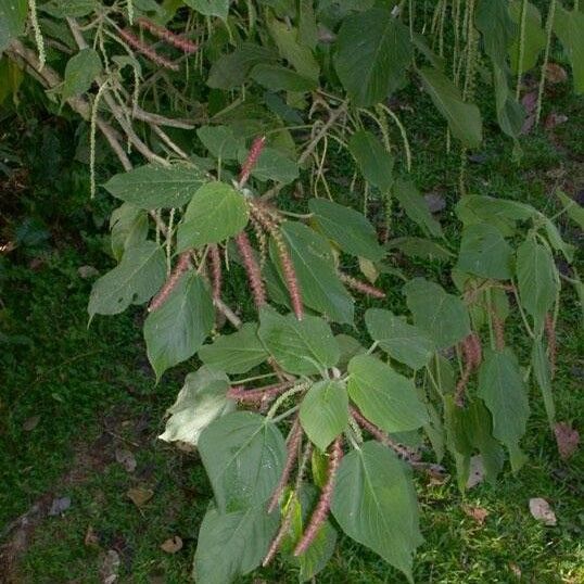 Acalypha macrostachya Leaf