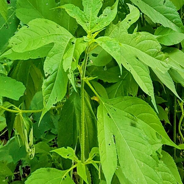 Ambrosia trifida Leaf