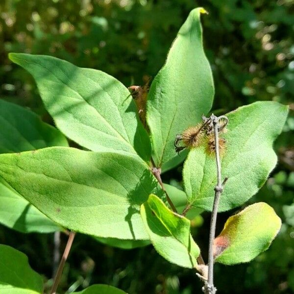 Kolkwitzia amabilis Лист