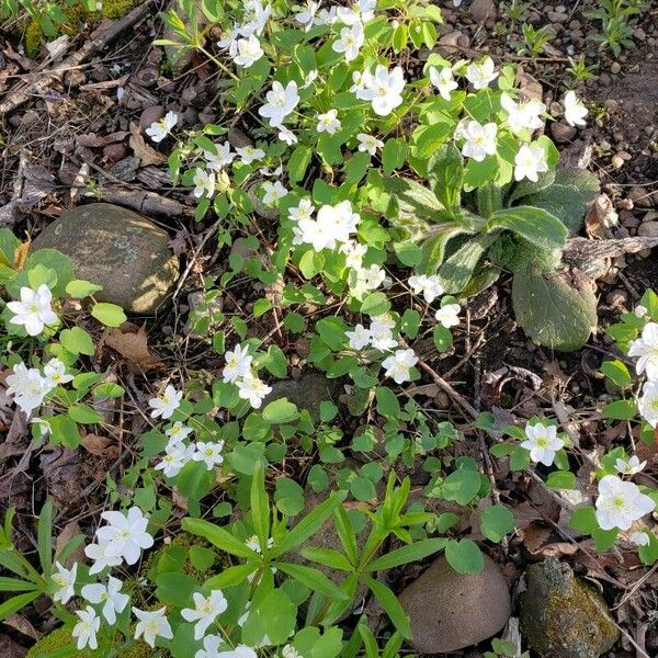 Anemonella thalictroides Lorea