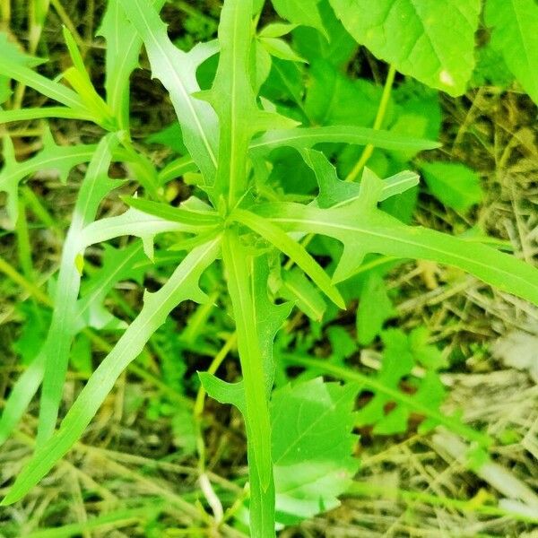 Lactuca canadensis Folio