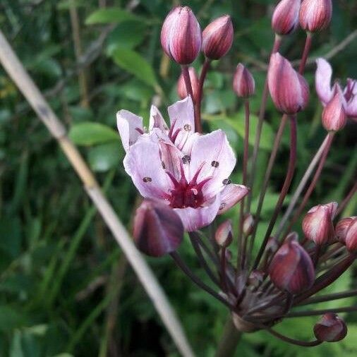 Butomus umbellatus Flower