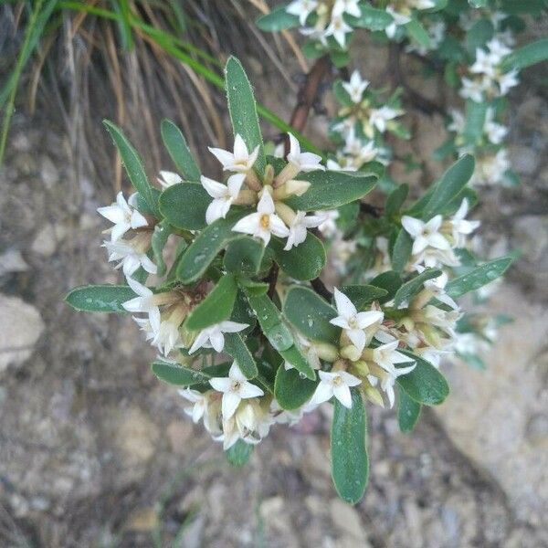 Daphne alpina Flower