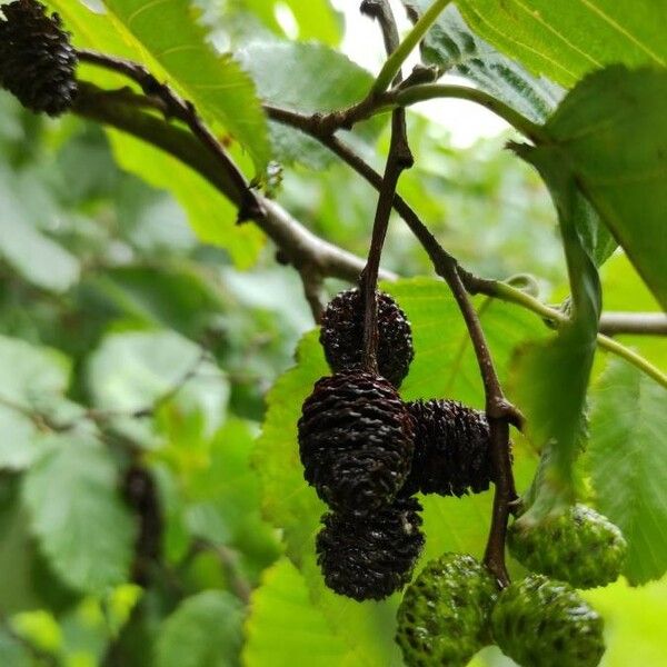 Alnus incana Hedelmä