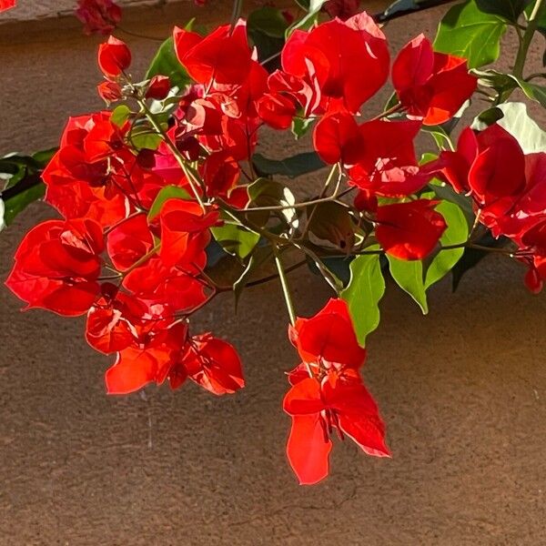 Bougainvillea × buttiana Virág