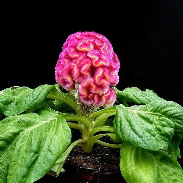 Celosia cristata Cvet