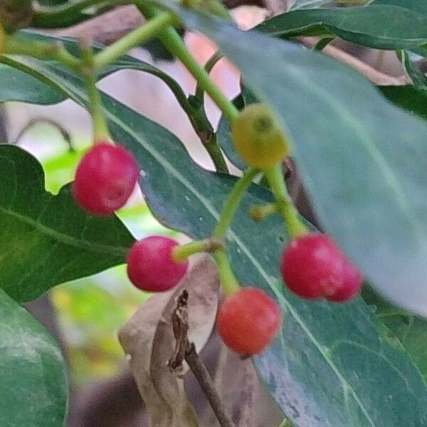 Psychotria capensis Frugt