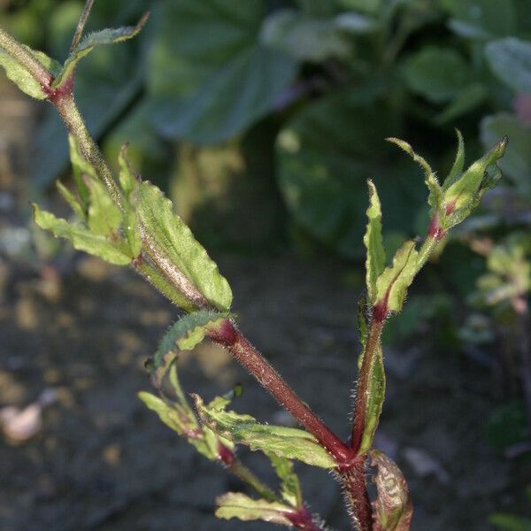 Silene fuscata অভ্যাস