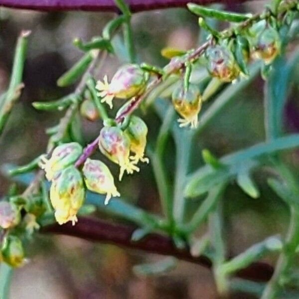 Artemisia scoparia फूल