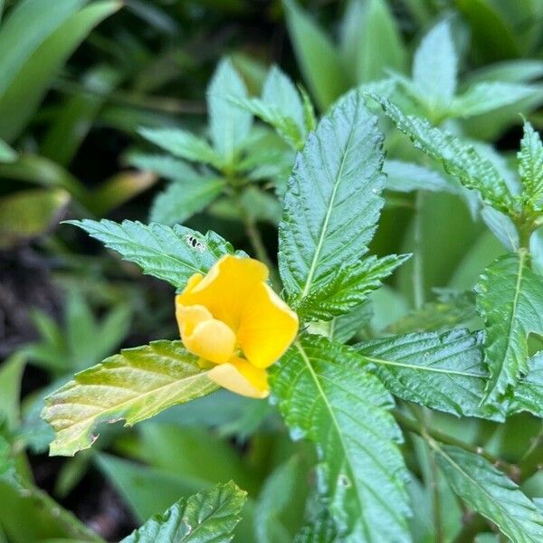 Turnera ulmifolia Flor