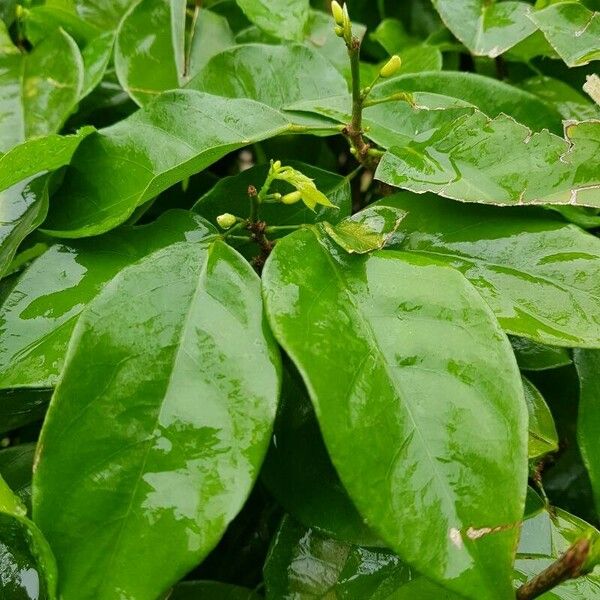 Baphia nitida Leaf