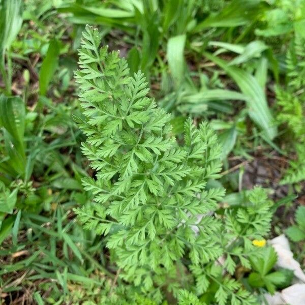 Anthriscus caucalis Leaf